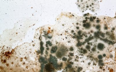 Find Mold? Learn Which Types Are Dangerous To Your Family or Staff…